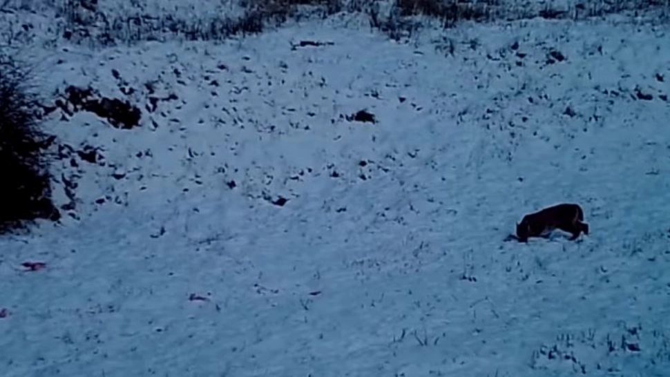 VIDEO | Femelă de râs surprinsă alături de cei doi pui într-un parc național din Vrancea