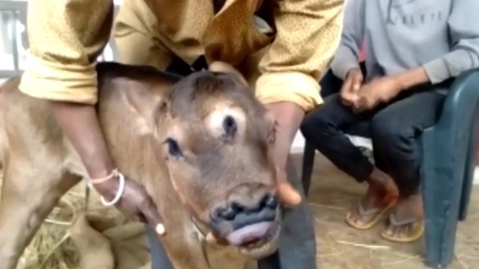 Vițeluș cu 3 ochi și 4 nări, născut în India 