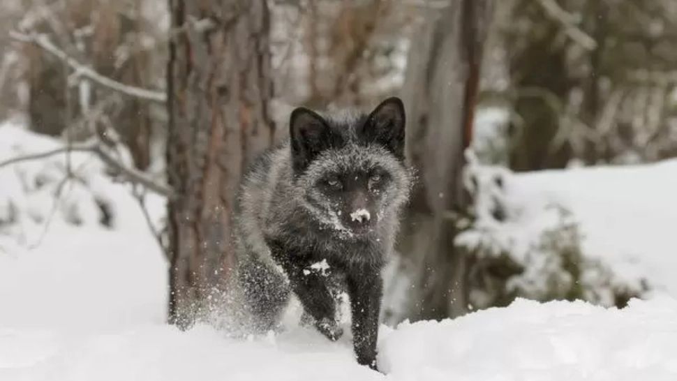 Joe Biden i-a trimis lui Vladimir Putin "Vulpea argintie", pentru a negocia criza din Ucraina