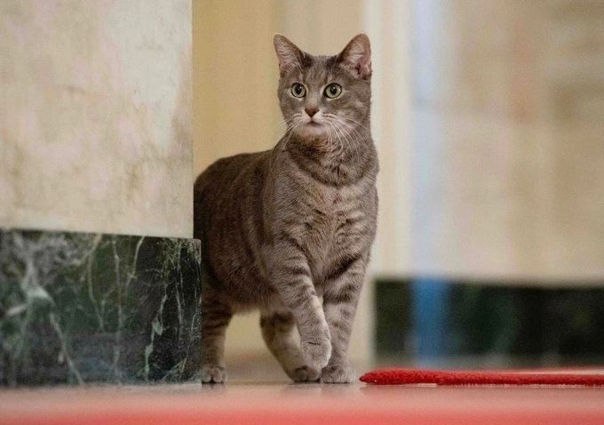 Prima pisică de la Casa Albă, în 2022. Cum a ajuns la Joe și Jill Biden - Povestea lui Willow | Galerie FOTO