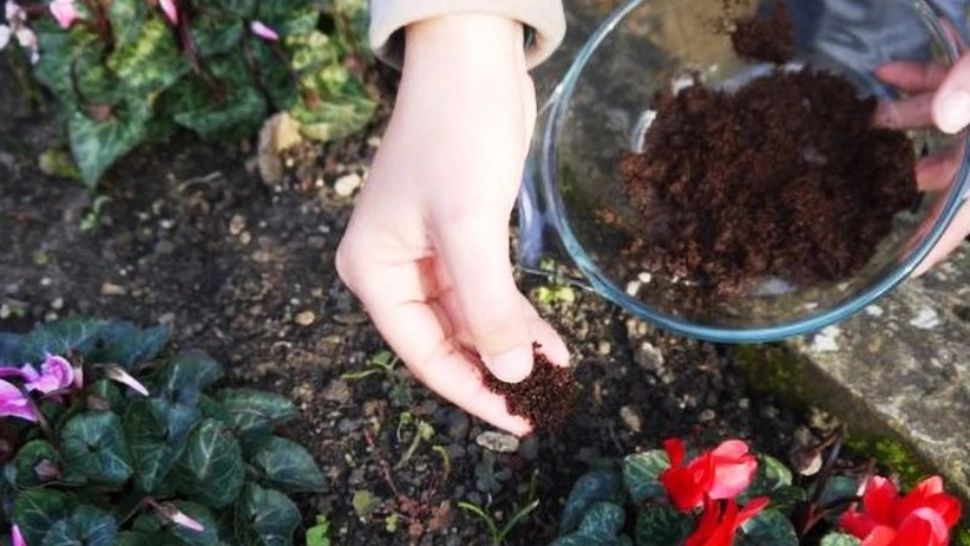 Amestecul pe care trebuie să-l pui în ghiveci pentru o înflorire rapidă