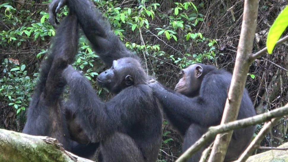 Cimpanzeii din comunitatea Rekambo, Africa de vest, sunt plini de surprize. Aceștia isi pot îngriji semenii, asemenea unor infirmieri 