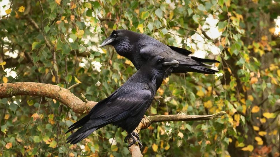 Păsările au fost recrutate pentru curățenie într-un oraș din Suedia. Ce gunoi vor strânge acestea 