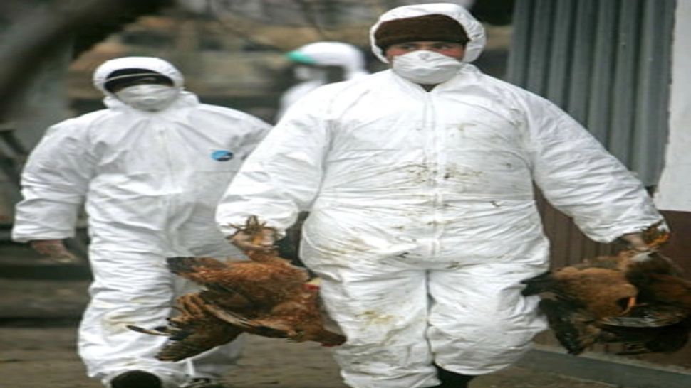 FOCAR de gripă aviară într-o gospodărie din Țăndărei: aproximativ 50 de păsări au murit, alte 16 au fost ucise