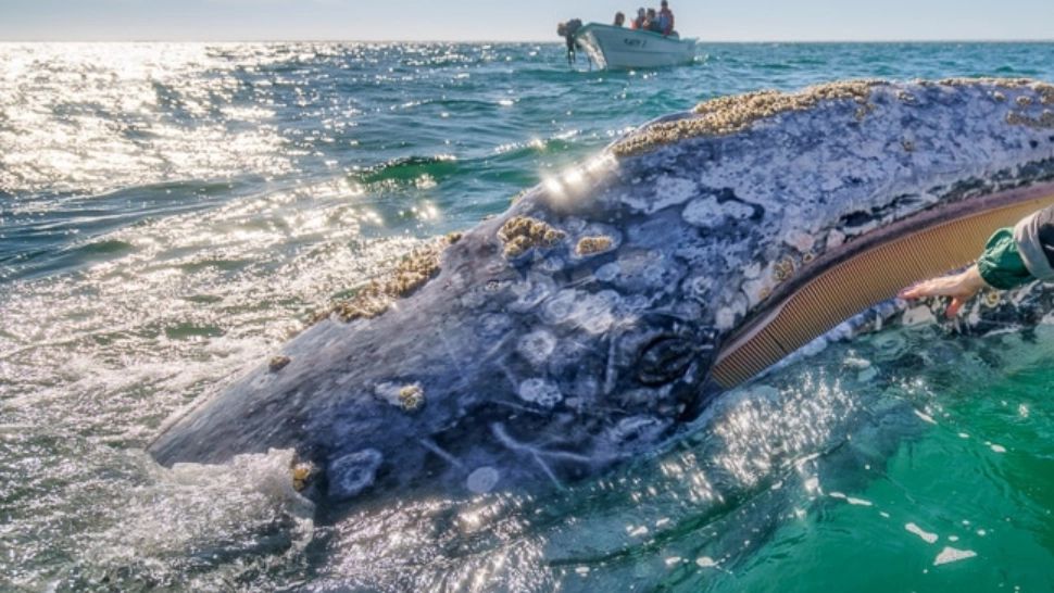 „Prietenoasele” cenușii fac senzație în Mexic - Cum impresionează o balenă pupăcioasă. Imagini VIRALE