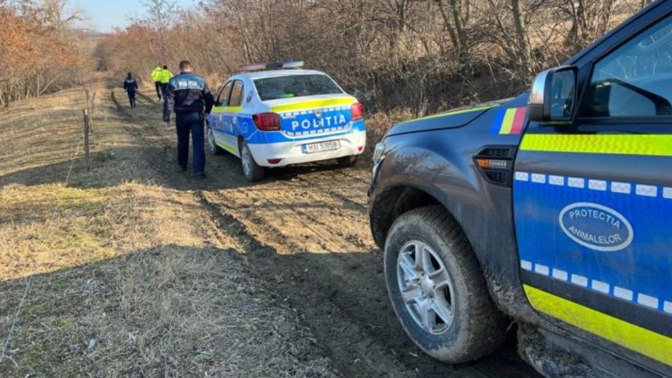 Descoperire tulburătoare, într-o pădure din jud. Botoșani: păsări moarte, legate de crengile unor copaci 