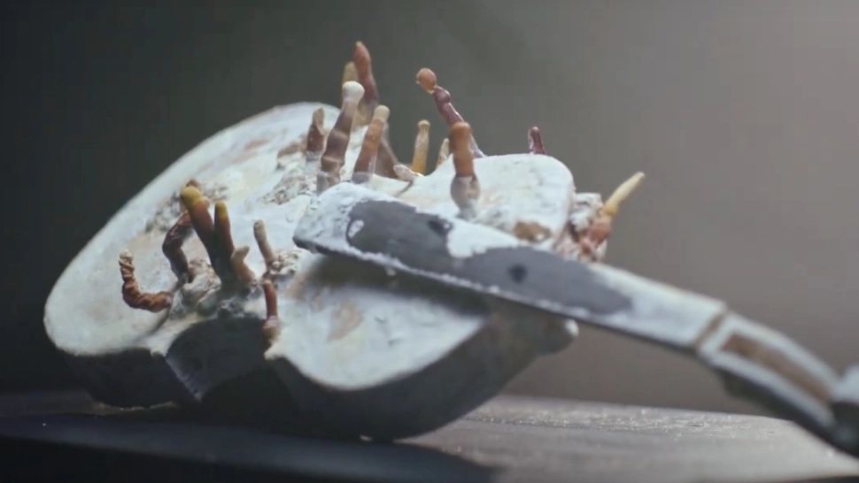 Video SPECTACULOS! Cum se descompune o VIOARĂ. Puțini oameni știu despre acest lucru