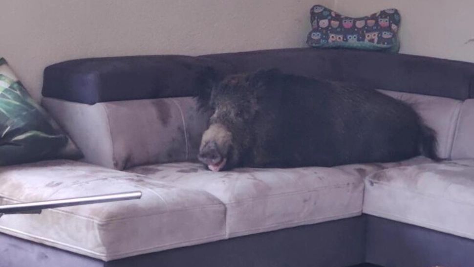 VIDEO | Oaspetele nepoftit: Un mistreț buclucaș a asediat o sufragerie