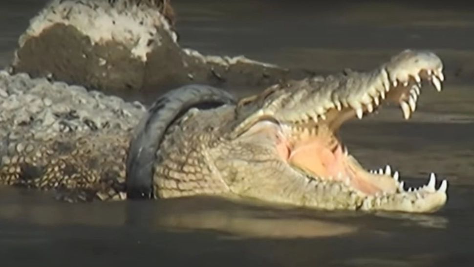 VIDEO Incredibil ce a avut la gât acest crocodil GIGANTIC. Cum a fost salvat 