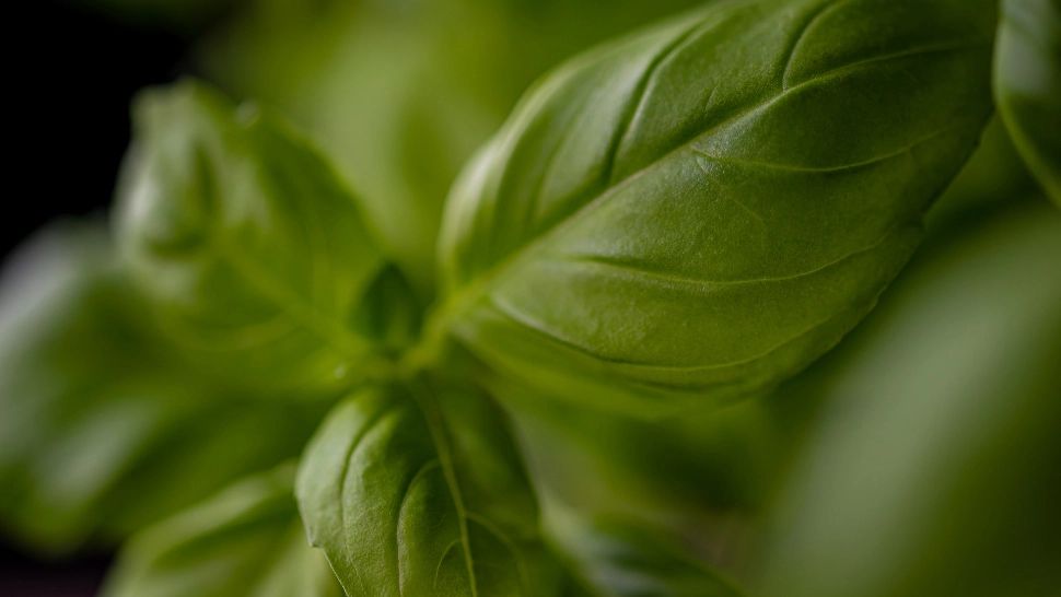 Busuiocul te ajută să slăbeşti repede şi natural. Cum scapi de kilogramele în plus cu ajutorul acestei plante