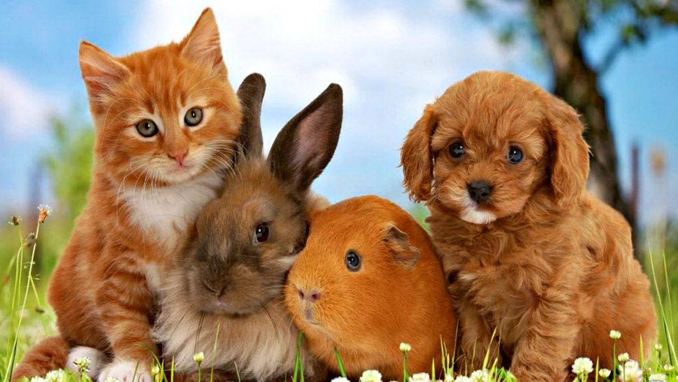 Trei animale de companie care îți aduc noroc în casă. Ține-le aproape și poți considera că ai tras lozul cel mare!