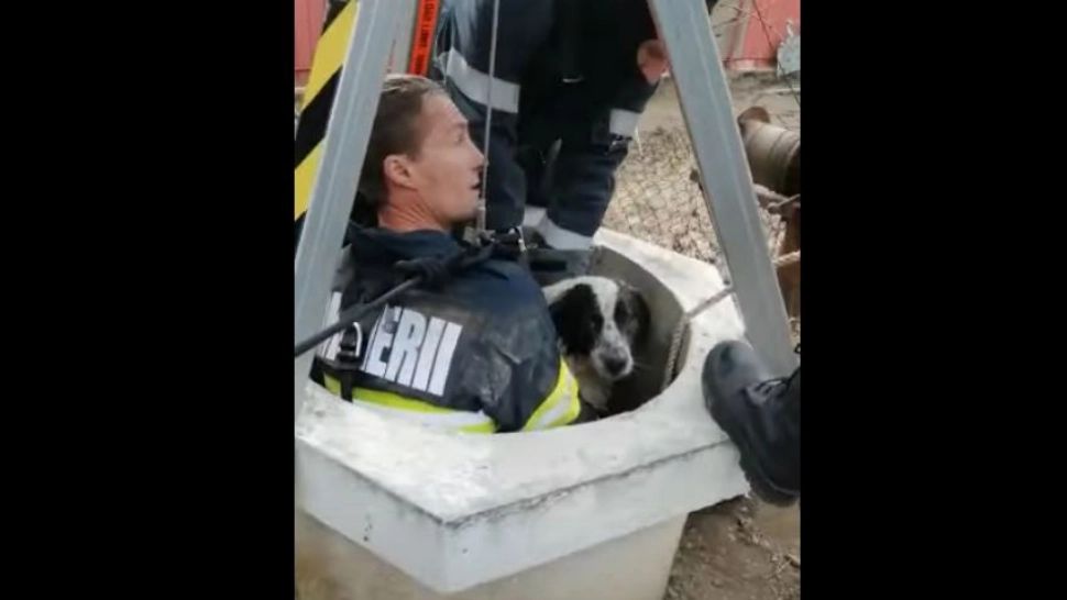 VIDEO | Câine salvat de pompieri dintr-o fântână adâncă de 27 de metri. Cățelul a stat aproape 2 ore în apa rece ca gheața