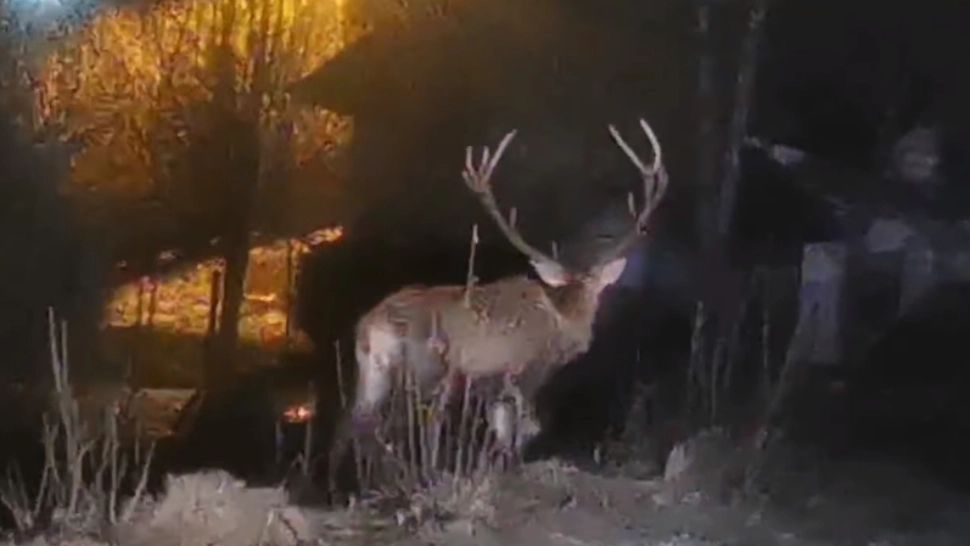 VIDEO Un cerb rănit s-a refugiat în gospodăriile oamenilor din Câmpulung Moldovenesc