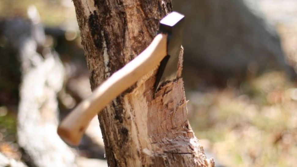 Au tăiat copacul, dar le-a înghețat sângele în vene când au văzut ce era înăuntru - FOTO