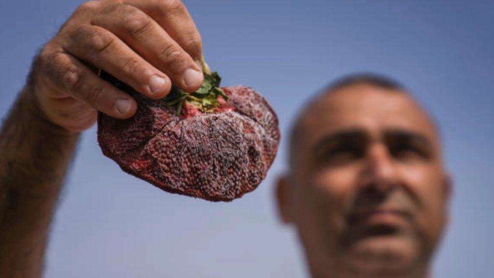 Recoltă de Cartea Recordurilor în Israel! Un fermier a doborât un RECORD mondial Guinness cu descoperirea. Toți sunt uimiți 