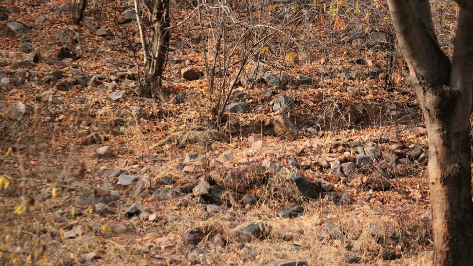 Iluzie optică virală. Crezi că găsești vulpea din imagine? Unde se ascunde animalul