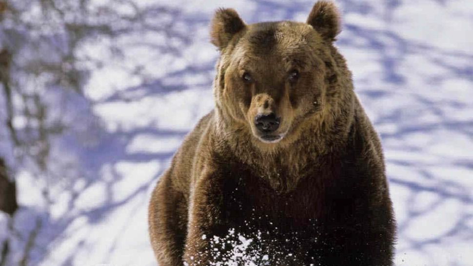 Atac sângeros în Harghita! O ursoaică s-a năpustit asupra unui bărbat la Ciucsângeorgiu