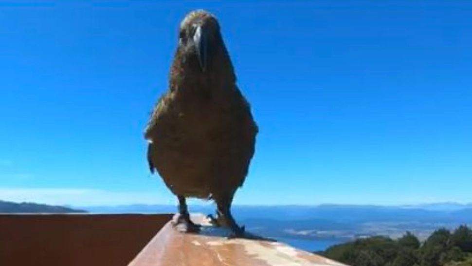 FOTO + VIDEO | Vloggerul înaripat: A furat camera cu ciocul și și-a filmat aventurile