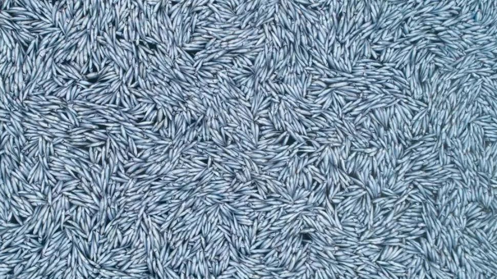 FOTO | Un covor plutitor de pești morți a fost găsit de ecologiști în Oceanul Atlantic! Imaginile au îngrozit Franța 