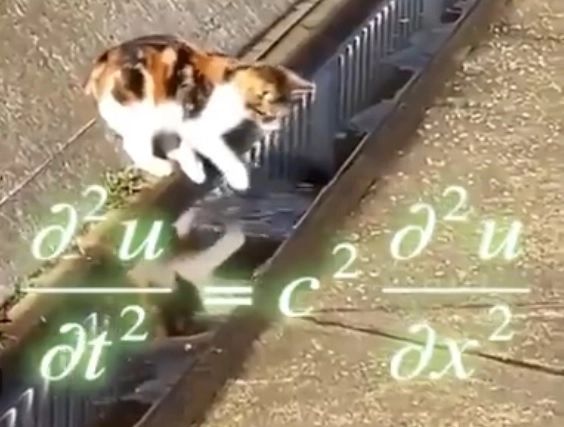 Singura problemă de matematică pe care o poate rezolva o PISICĂ. Imaginile care au uimit internetul. Tu vezi răspunsul corect? - VIDEO