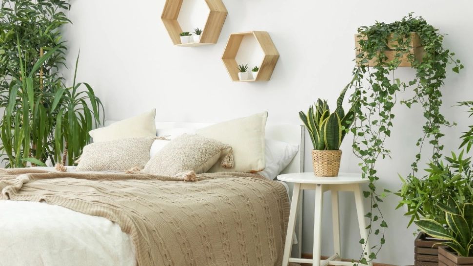 Ține această plantă în dormitor timp de 12 ore - tratează boli grave și te scapă de oboseală