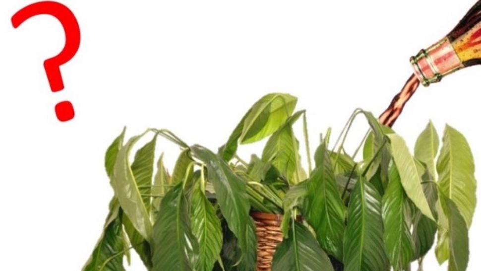 Toarnă cola peste plantele în ghiveci. În doar o oră, rezultatul te va uimi!