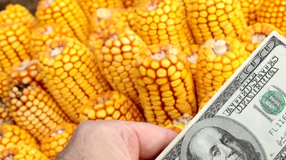 Războiul de lângă România. Preţul porumbului a explodat în Europa, în contextul blocării porturilor ucrainene