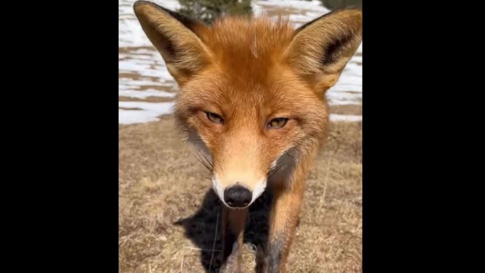 VIDEO | Vulpea curioasă, vedetă pe internet