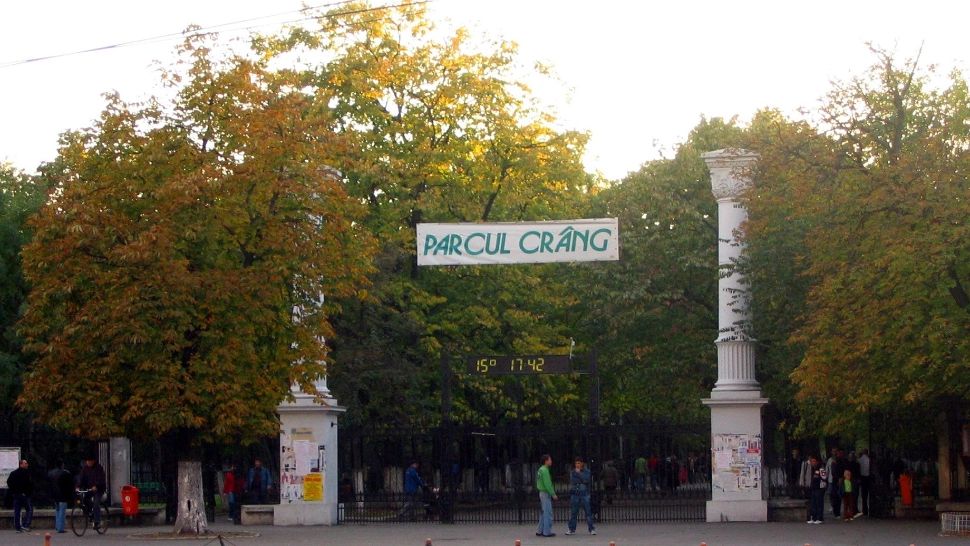 Descoperire MACABRĂ: zeci de pisici moarte, găsite într-un parc din Buzău. Ce ipoteze se iau în calcul