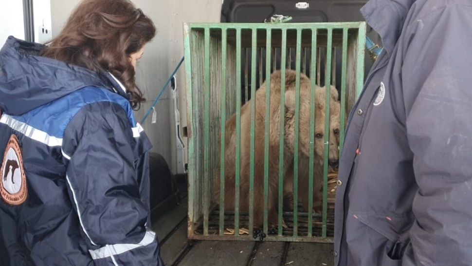 FOTO | Ursoaică de la un circ din Ucraina, salvată din calea războiului. Ea va ajunge la rezervația din Zărnești