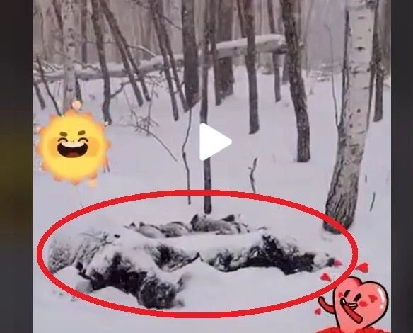 VIDEO – Părea un buștean acoperit de zăpadă, în pădure – Șoc uriaș pentru pădurar când s-a apropiat și a văzut ce se ascundea