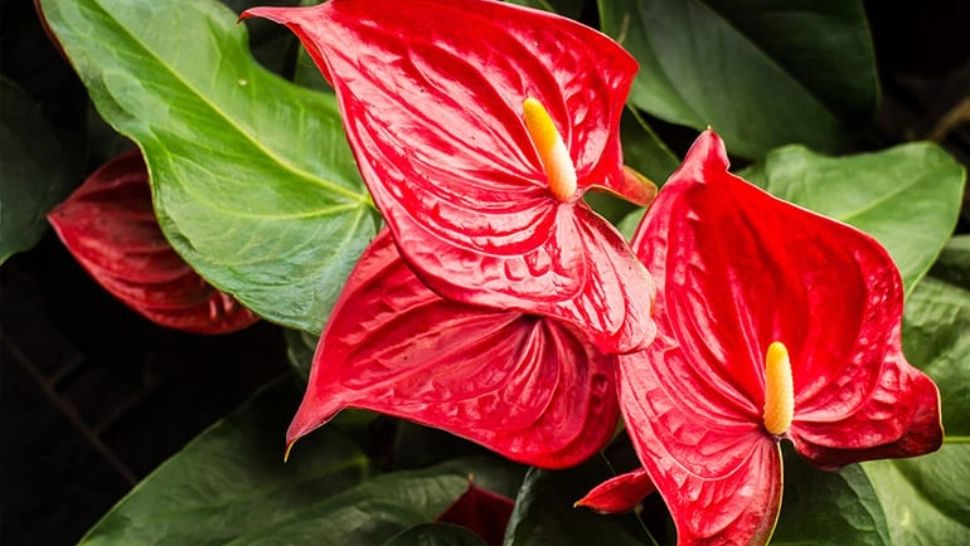 Plantele care atrag iubirea! Trebuie să le ai în casa ta