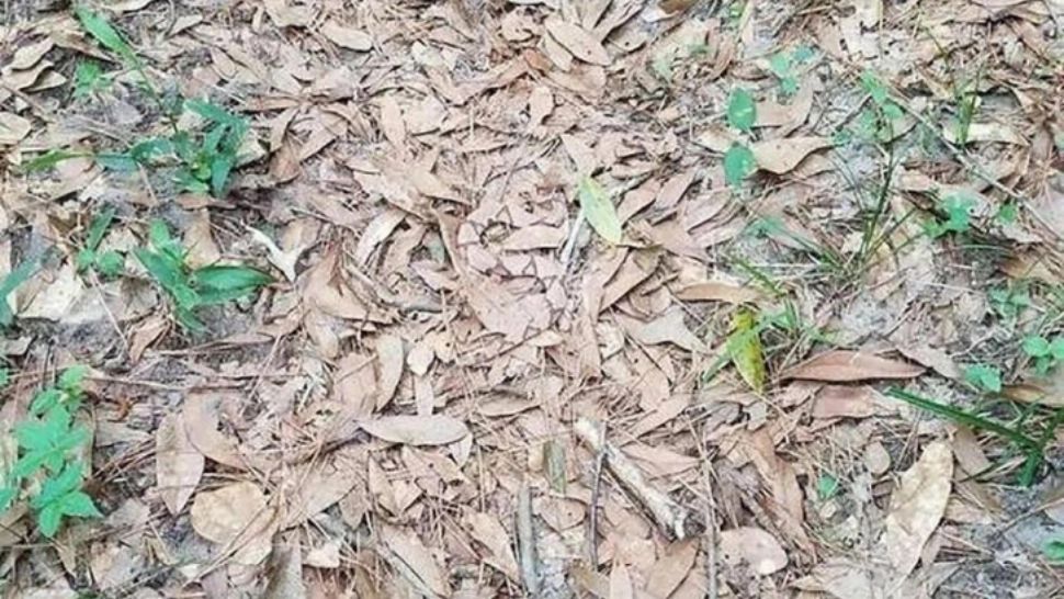 Testul de vedere și atenție pe care aproape NIMENI nu îl trece. TU vezi șarpele din imagine?