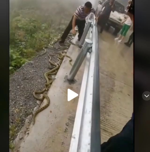 VIDEO – Pe marginea drumului erau zeci de șerpi. Un bărbat s-a dat jos din mașină și a început să…