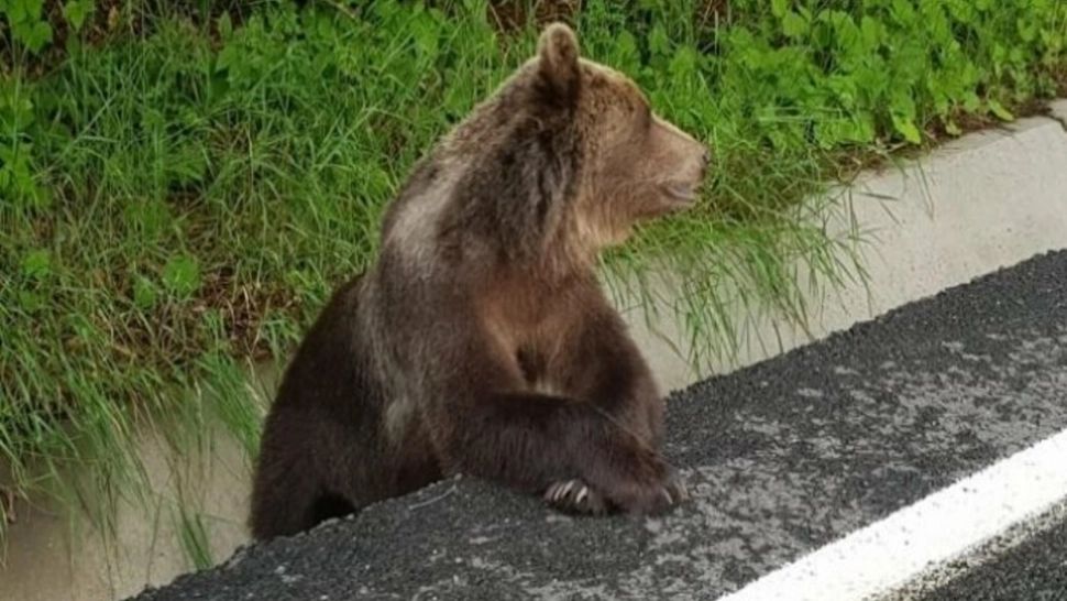 Autoritățile harghitene, ÎN ALERTĂ: 5 apeluri de semnalare a urșilor, în ultimele 4 zile