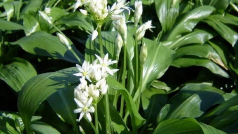 Alimentul de primăvară care face MINUNI pentru stomac, bolnavii de inimă, plămâni sau cancer