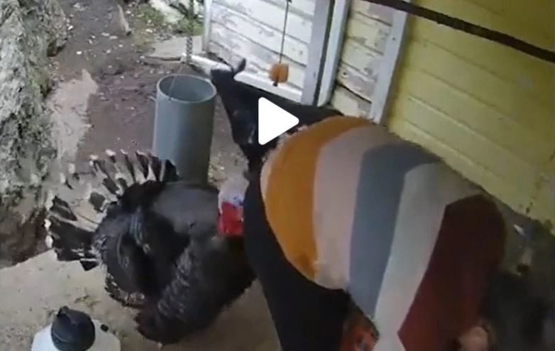 VIDEO – Imaginile cu atacul unui curcan au devenit virale pe internet – Animalul își ciupește stăpână de cea mai sensibilă zona