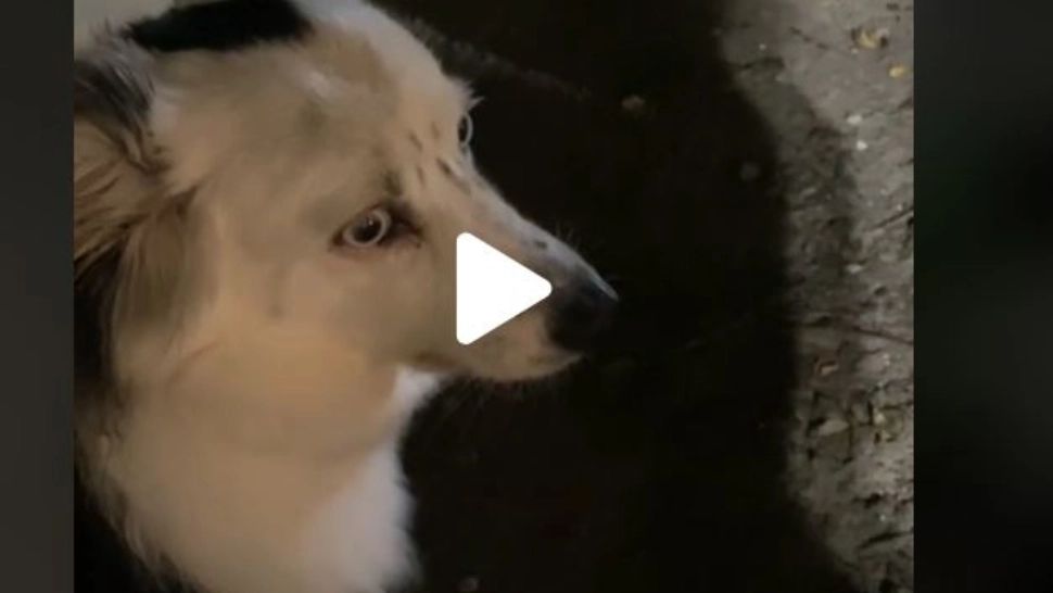 VIDEO – Din botul câinelui se auzea un zumzăit puternic și ciudat – Stăpânul animalului s-a speriat și a filmat totul – Deznodământ neașteptat