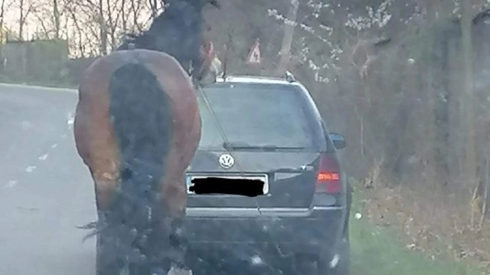 Caz revoltător în Cluj. Un cal a fost legat cu o funie de o mașină și tras după aceasta