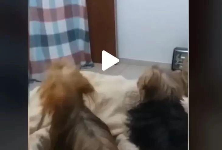 VIDEO – Reacția halucinantă a doi căței în momentul în care stăpânul le face o farsă: “Nimeni nu s-a așteptat la asta”