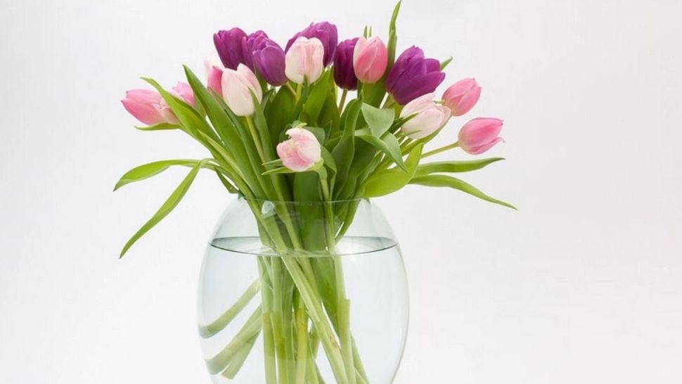 Ai primit un buchet de lalele? Trucul simplu care ajută florile să reziste mai mult în vază