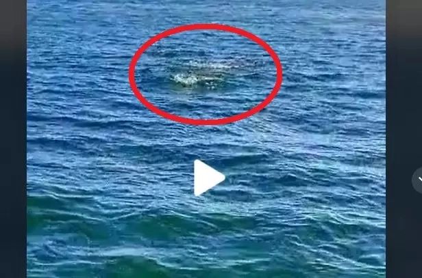 VIDEO – Ce au filmat oamenii de pe o ambarcațiune din Marea Neagră – Imaginile virale pe internet