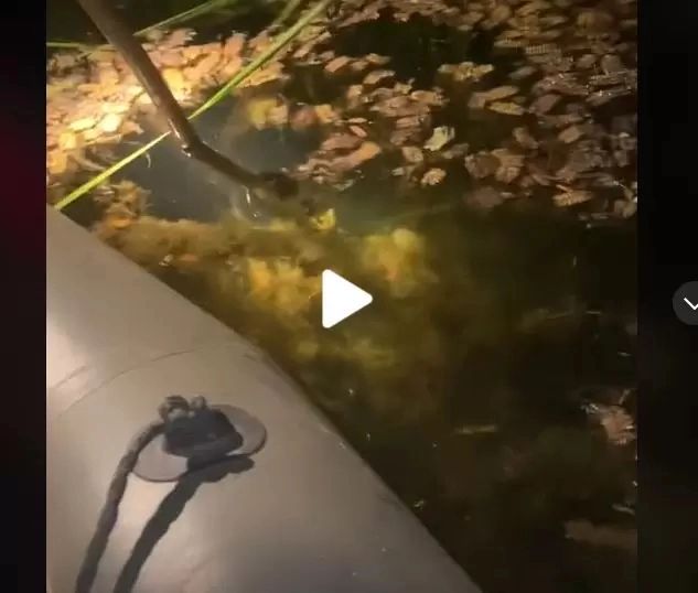 VIDEO – Navigau noaptea prin deltă și au zărit un adevărat monstru lângă barcă – Au reușit să-l scoată din apă și au filmat totul