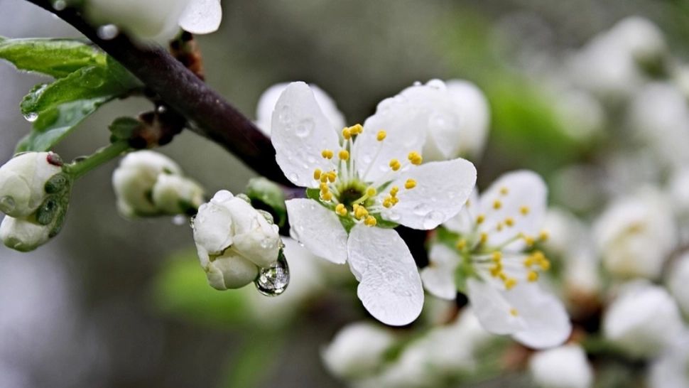 Prognoza meteo 11 aprilie: vreme deosebit de rece - ploi și vânt puternic 