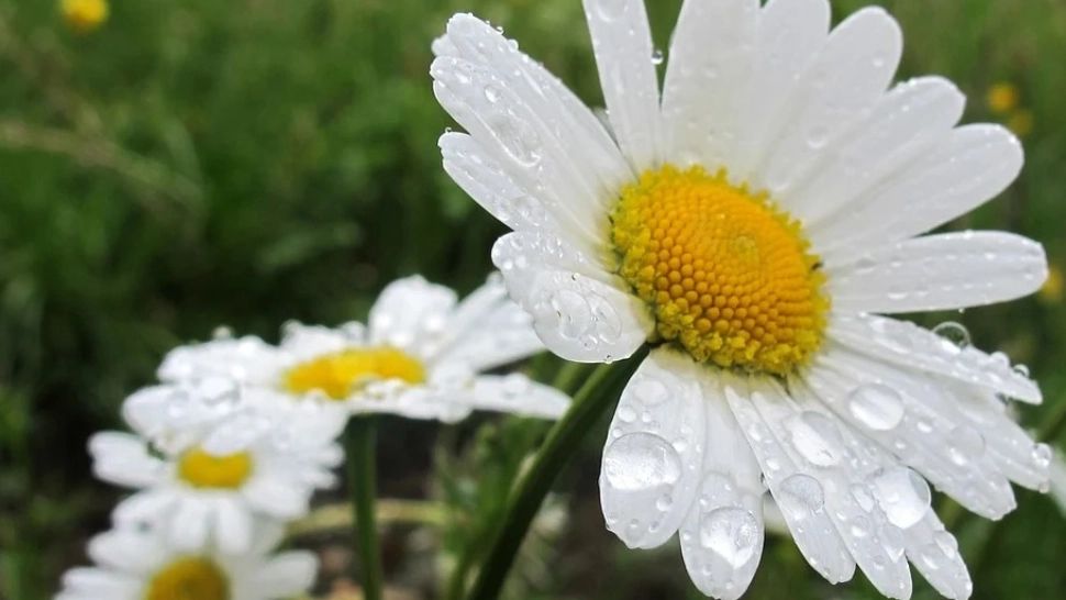  Ce nume se sărbătoresc de Florii