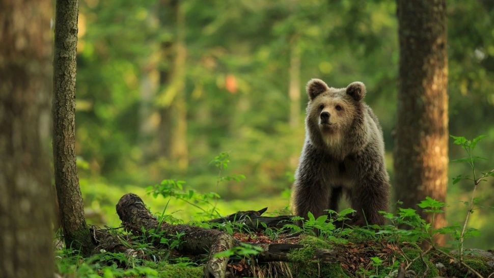 Urs lovit în plin de două mașini, pe DN1 - cum a reacționat animalul după impact 