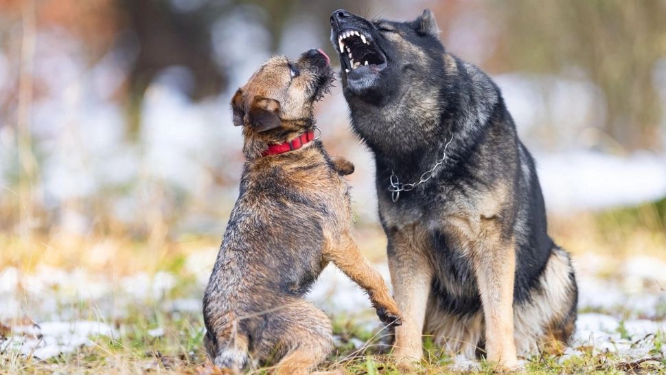 Caz șocant, în Capitală: o femeie a fost atacată de o haită de câini - victima, în stare gravă la spital 