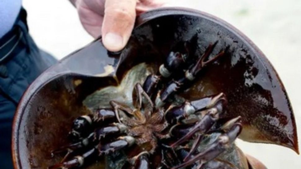 A dat nisipul la o parte, dar ce a găsit sub el i-a înghețat sângele în vene - FOTO