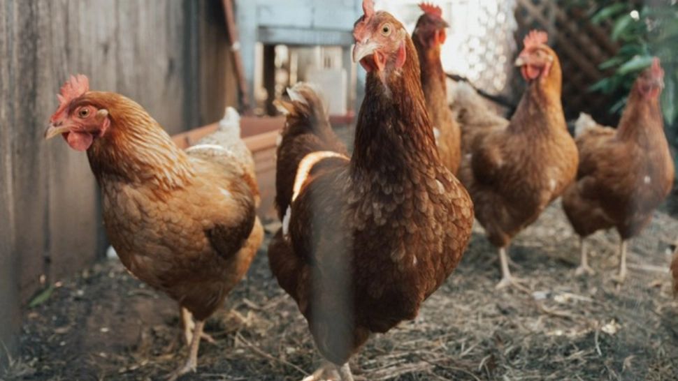 10 beneficii pentru sănătate ale ficatului de pui (P)
