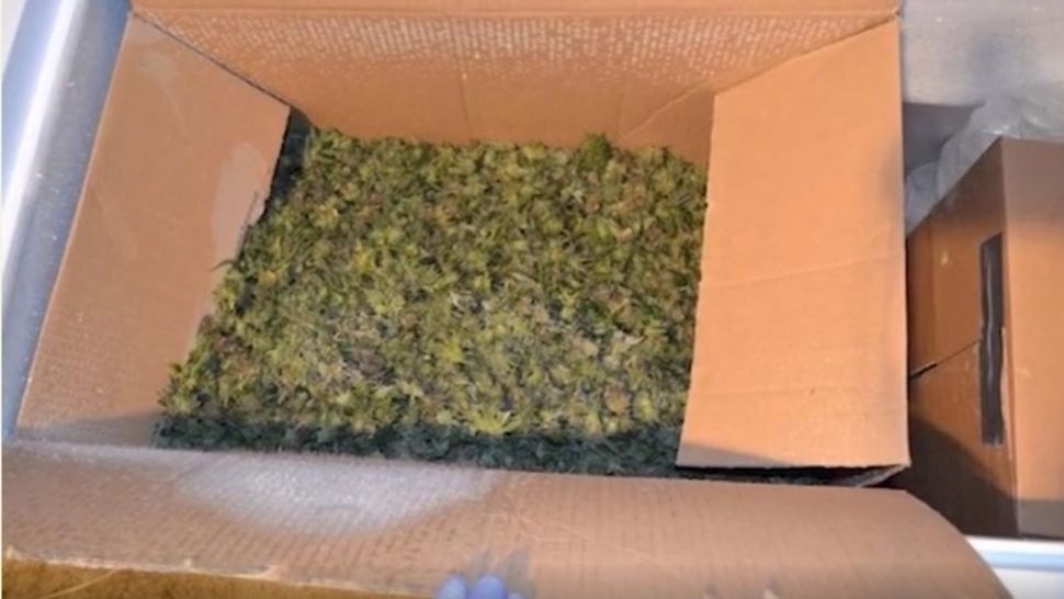 Droguri de mare risc amestecate cu pământ de flori - Cel mai mare cartel din Columbia a adus în România 30 kg de prafuri